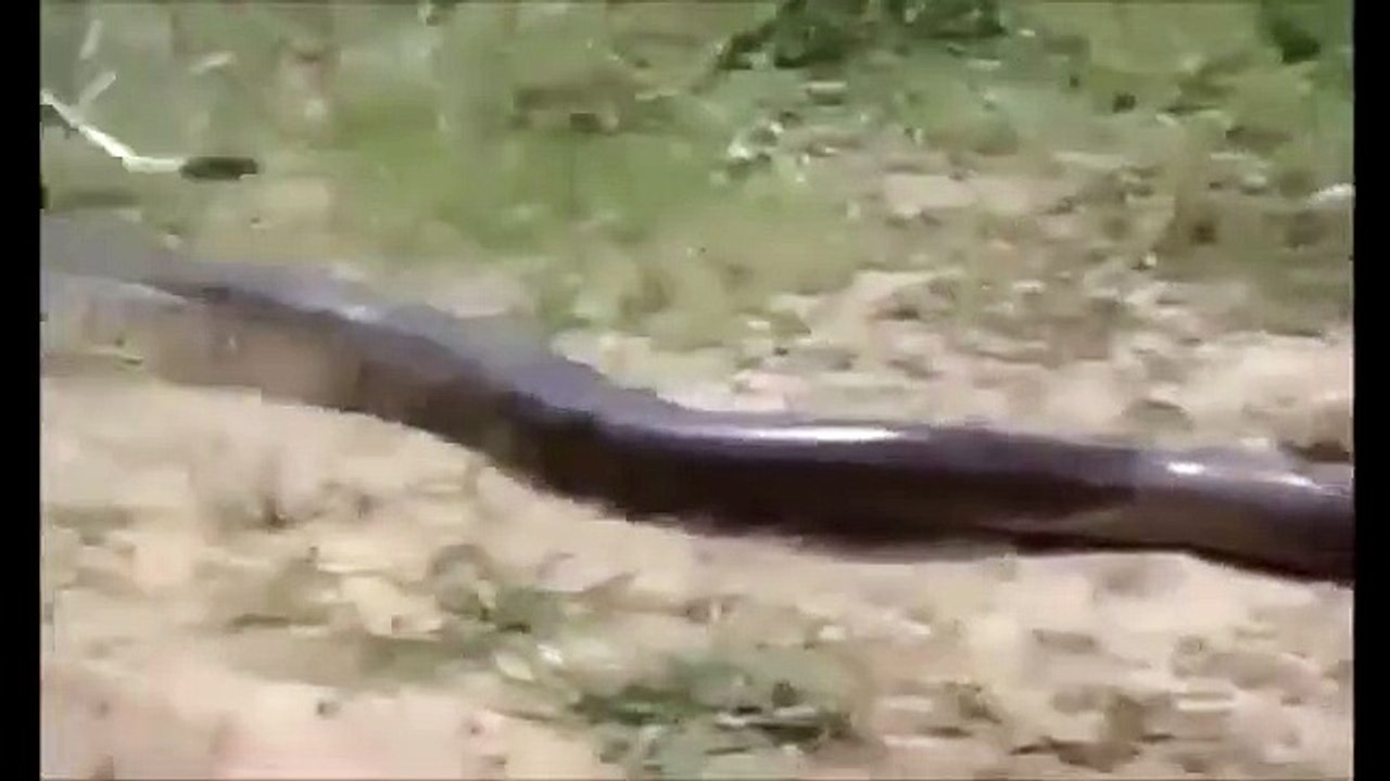 Giant Snake Eats Woman Alive Biggest Python Snake Giant Anacond Video Dailymotion