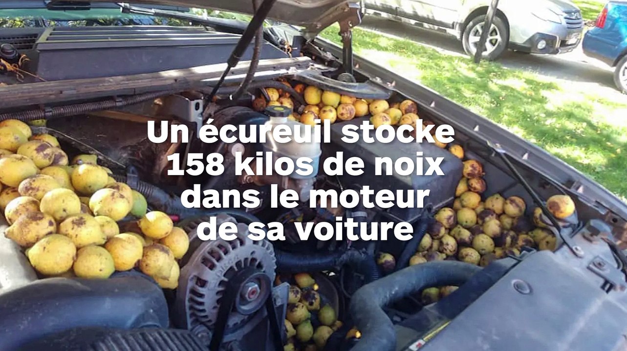 Un écureuil stocke 158 kilos de noix dans le moteur de sa voiture