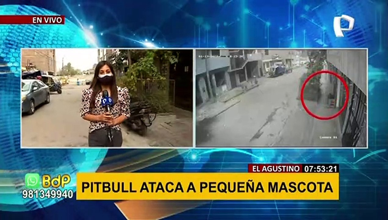 Perro Pitbull Ataca A Una Mascota Peque A Vecinos Denuncian Que No Es