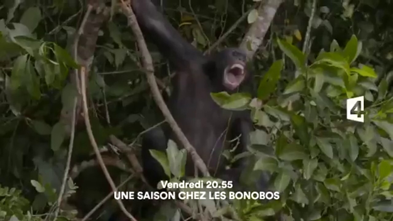 Une Saison Chez Les Bonobos France Vid O Dailymotion