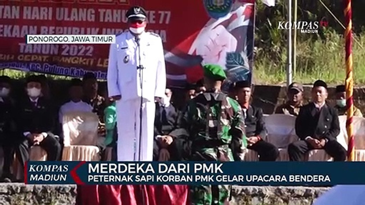 Merdeka Dari Pmk Peternak Sapi Korban Pmk Gelar Upacara Bendera