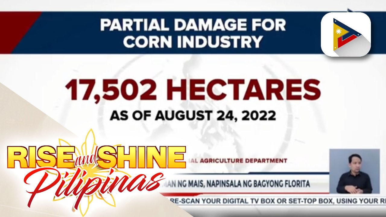 Ilang May Ari Ng Taniman Ng Mais Sa Cagayan Problemado Sa Pinsalang