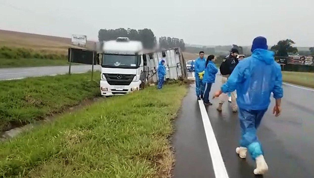 Carreta Carga De Porcos Tomba Na Br Em Sede Alvorada E Carga