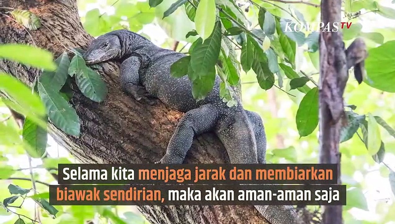 Apa Yang Harus Dilakukan Saat Biawak Masuk Rumah Sinau Video