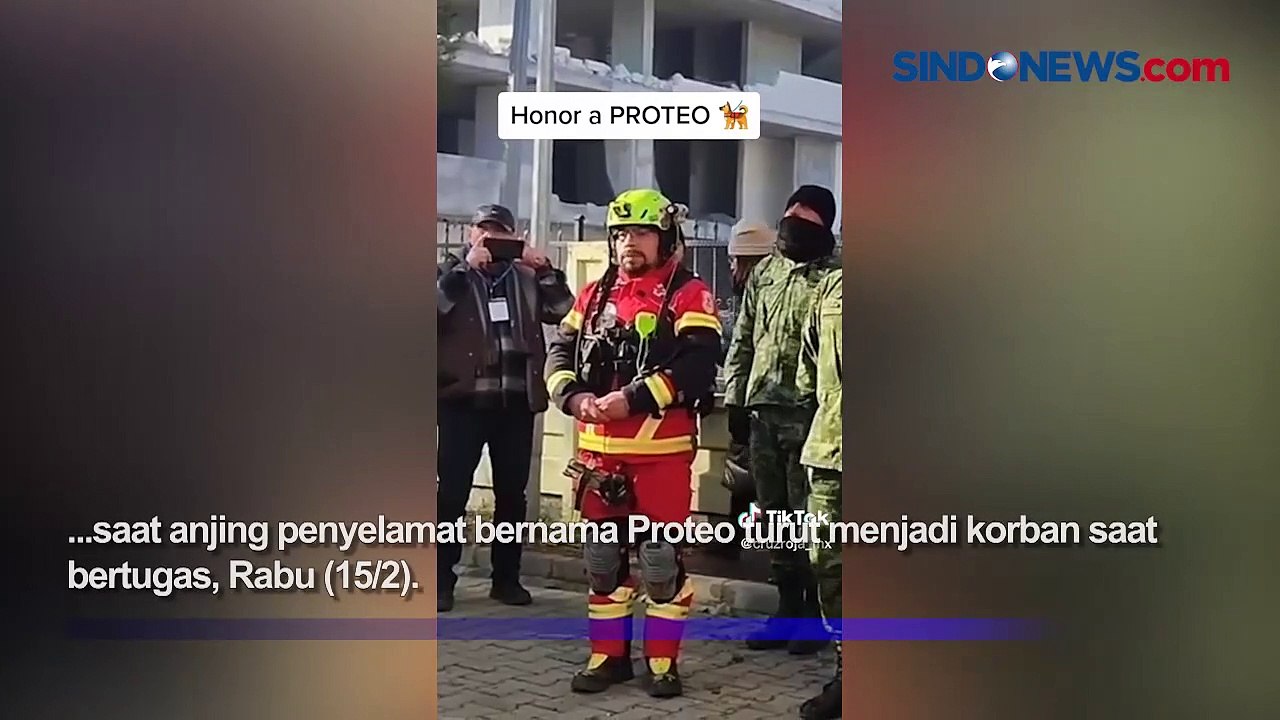 Proteo Anjing Heroik Dari Meksiko Mati Saat Cari Korban Gempa Turki