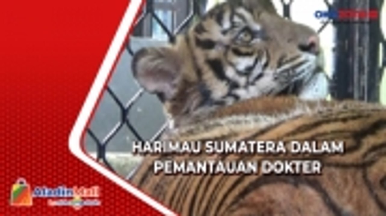 Harimau Sumatera Yang Serang Warga Aceh Selatan Masih Dalam Perawatan