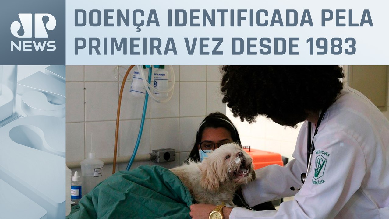 Após 40 anos São Paulo registra novo caso de raiva canina Vídeo