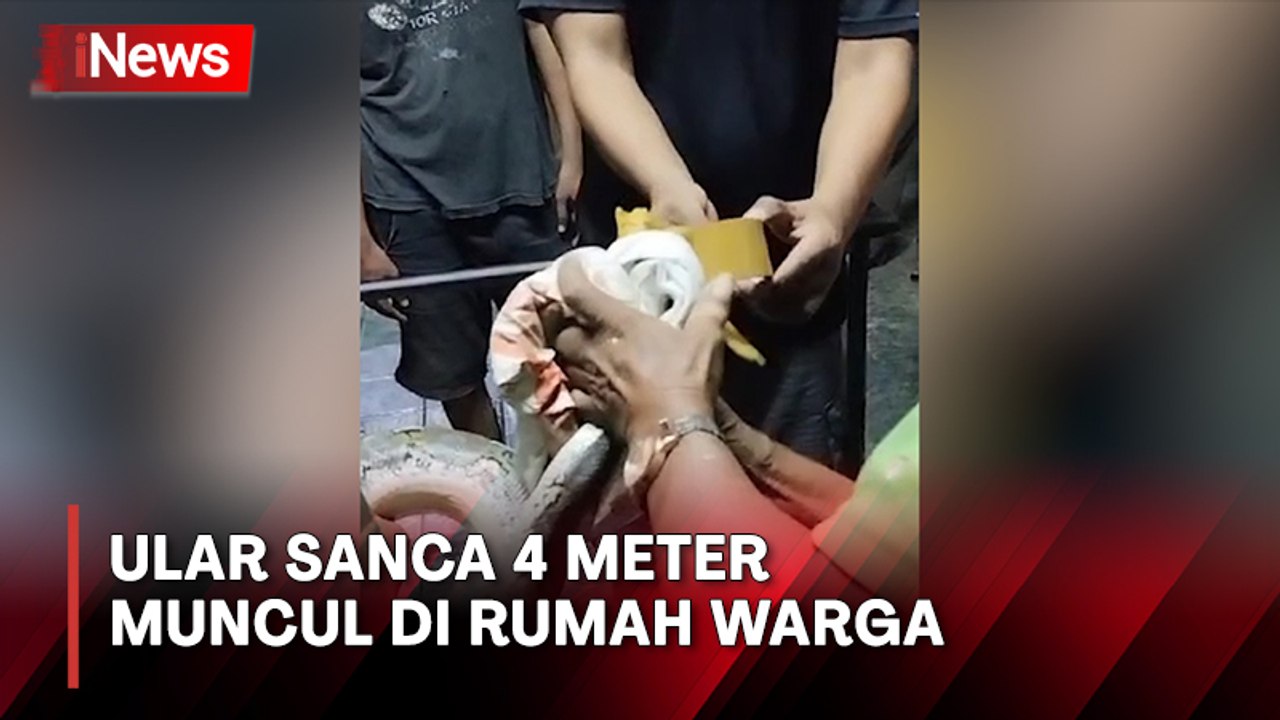 Bikin Kaget Ular Sanca Sepanjang 4 Meter Muncul Di Rumah Warga Video