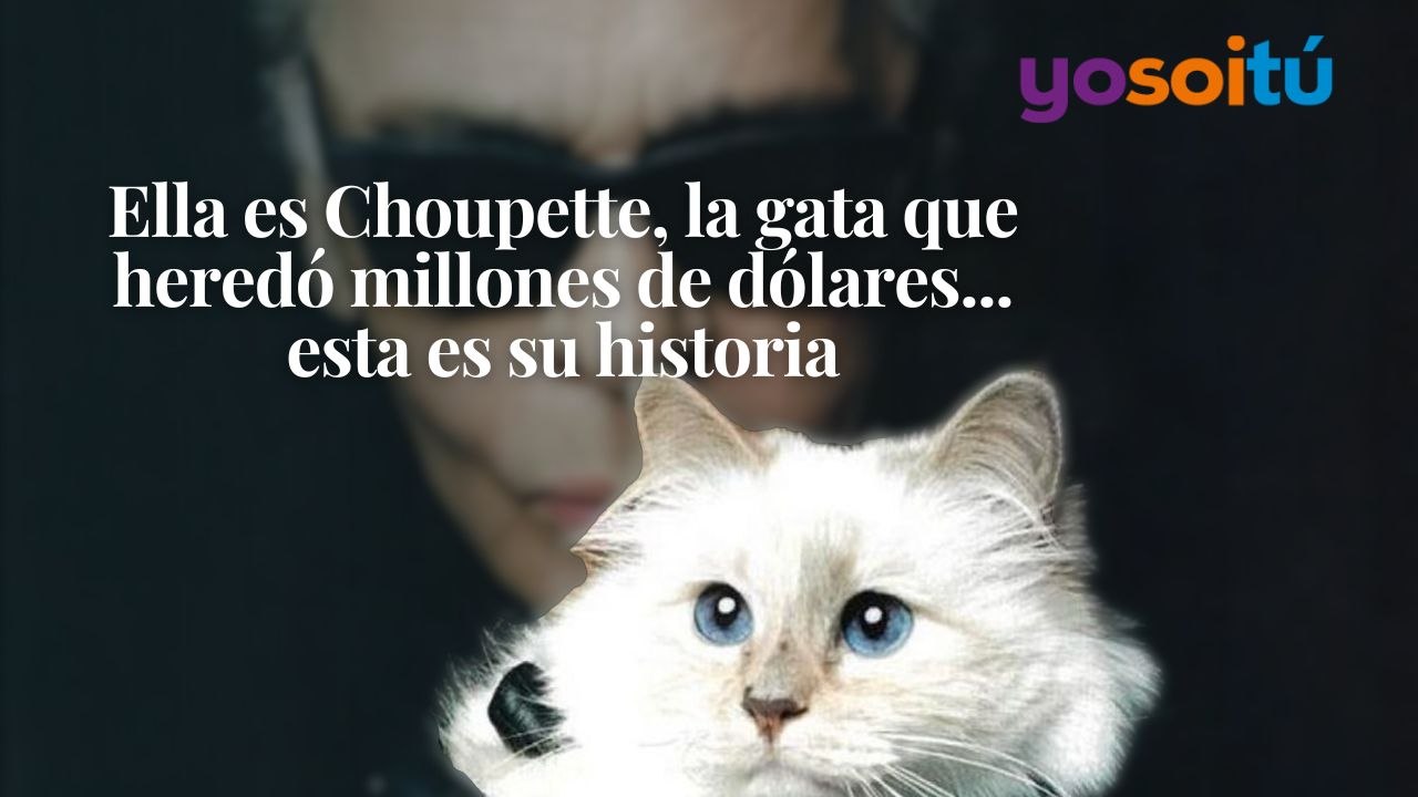 Ella Es Choupette La Gata Que Hered Millones De D Lares Esta Es Su