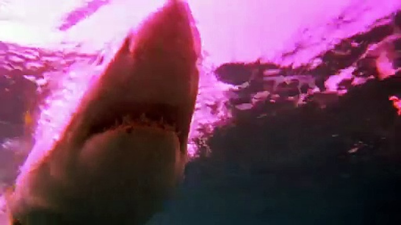 Requin Venise Bande Annonce En Vid O Dailymotion