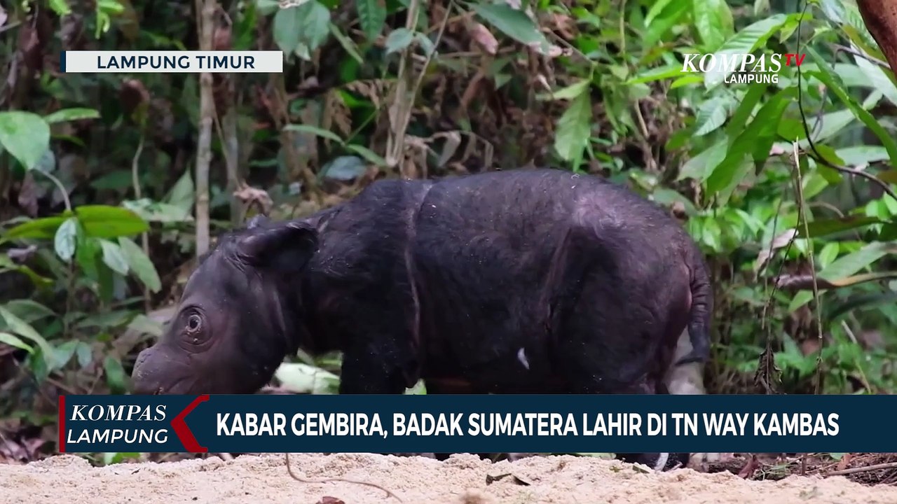 Kabar Gembira Badak Sumatera Lahir Di Taman Nasional Way Kambas