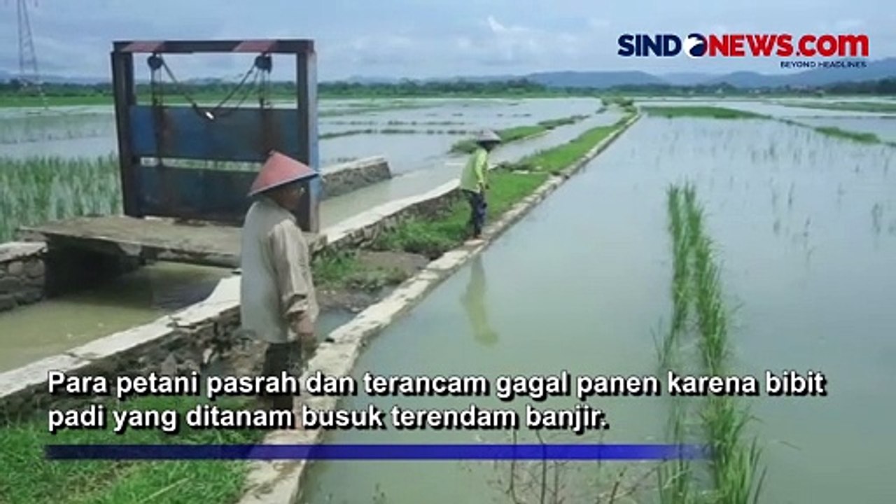 Petani Terancam Gagal Panen Usai Puluhan Hektare Sawah Terendam Banjir