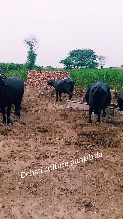 Village Life In World Pind De Zindagi Punjabi Culture Purani