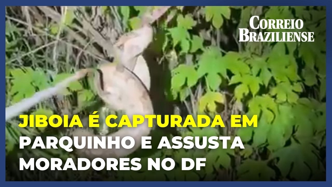 Jiboia capturada em parquinho do Sudoeste é devolvida ao seu habitat