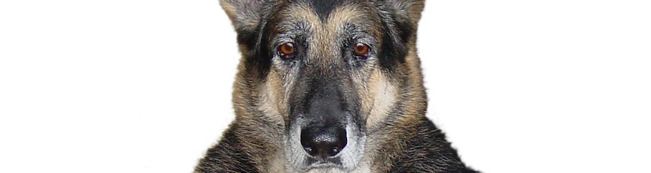 Dolby Properties Inc.  Disney area real estate