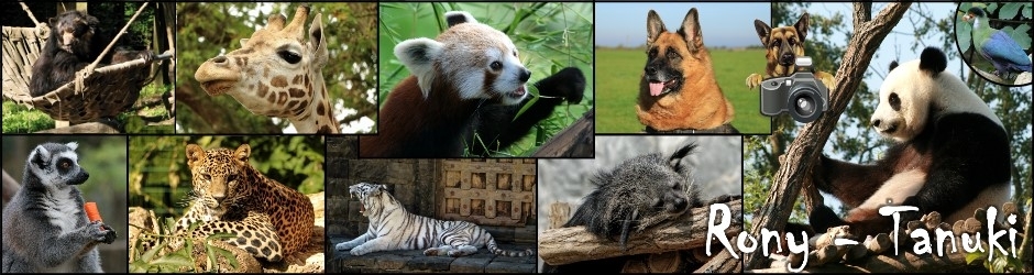 Rony - Tanuki