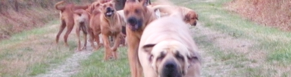 FILA BRASILEIRO DU DOMAINE D'EN BAS