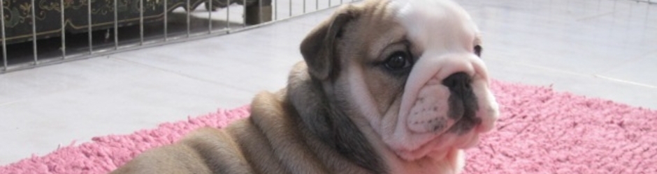 fabienne PONCET-RAPASSE