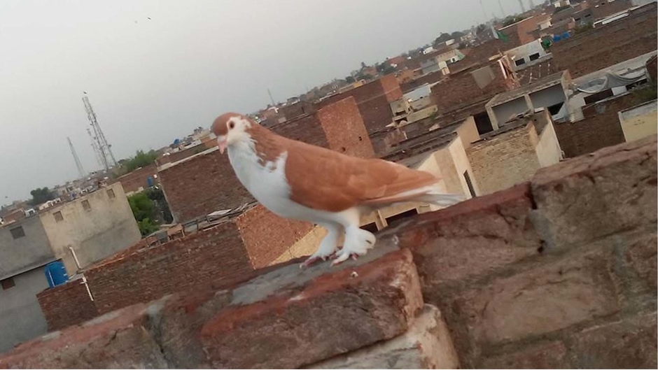 Pigeons Of Pakistan