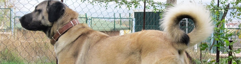 Kangal Köpeği