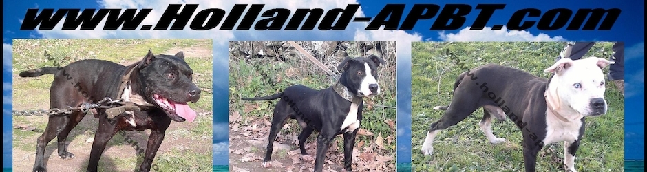 Pit Bull Informacion APBT