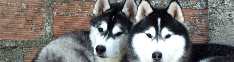 Of Noble's Snowstars