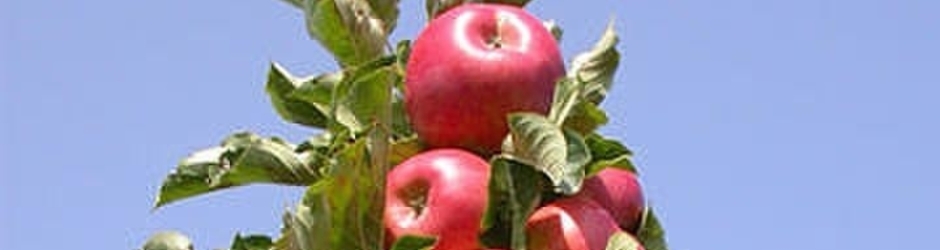 наджаф самедов