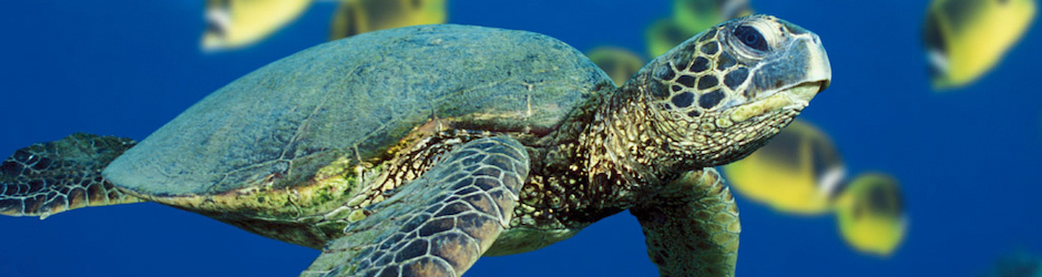 Super Mario Bros1981