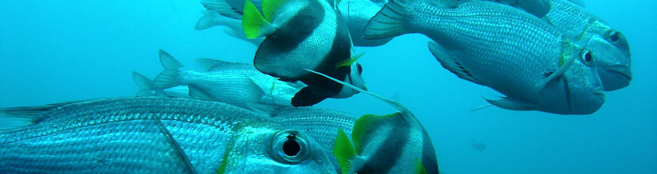 Agence française pour la biodiversité