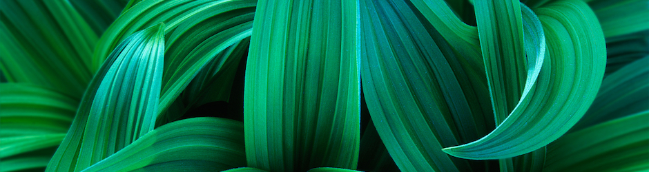 Daniel Rabadan Leinad