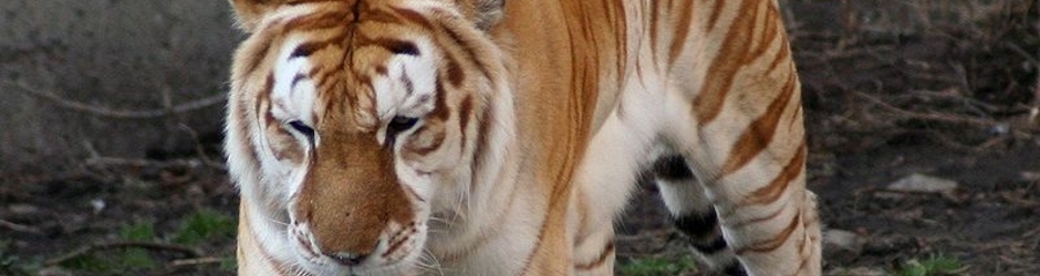 Smartsitewalkercom Walker