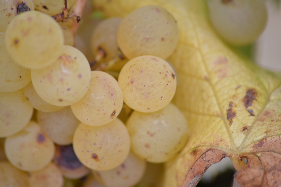 Bordeaux vins de rêve