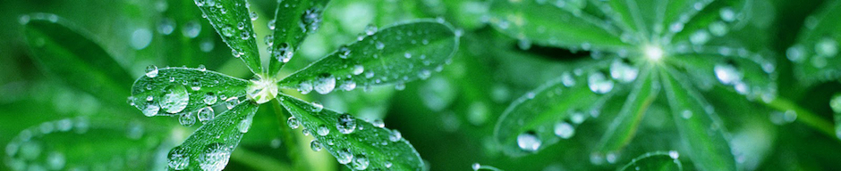 Nhạc Sến Việt Nam