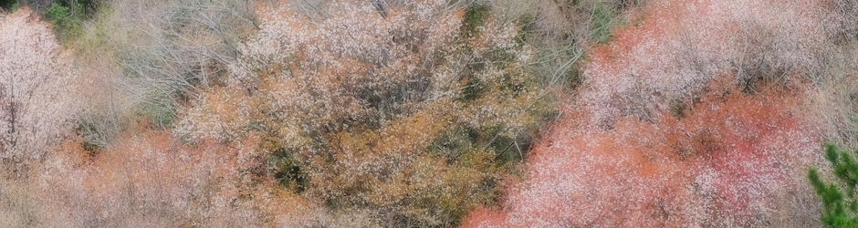 DailymotionAutumnsnake