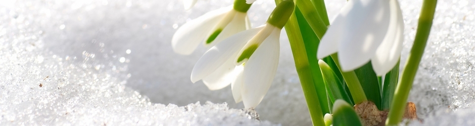 Global Adresler Daily