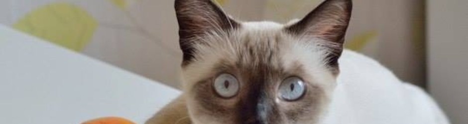 Евгения Блаер