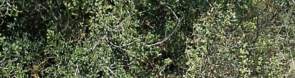 Türkiye domuz avı foto video paylaşımı