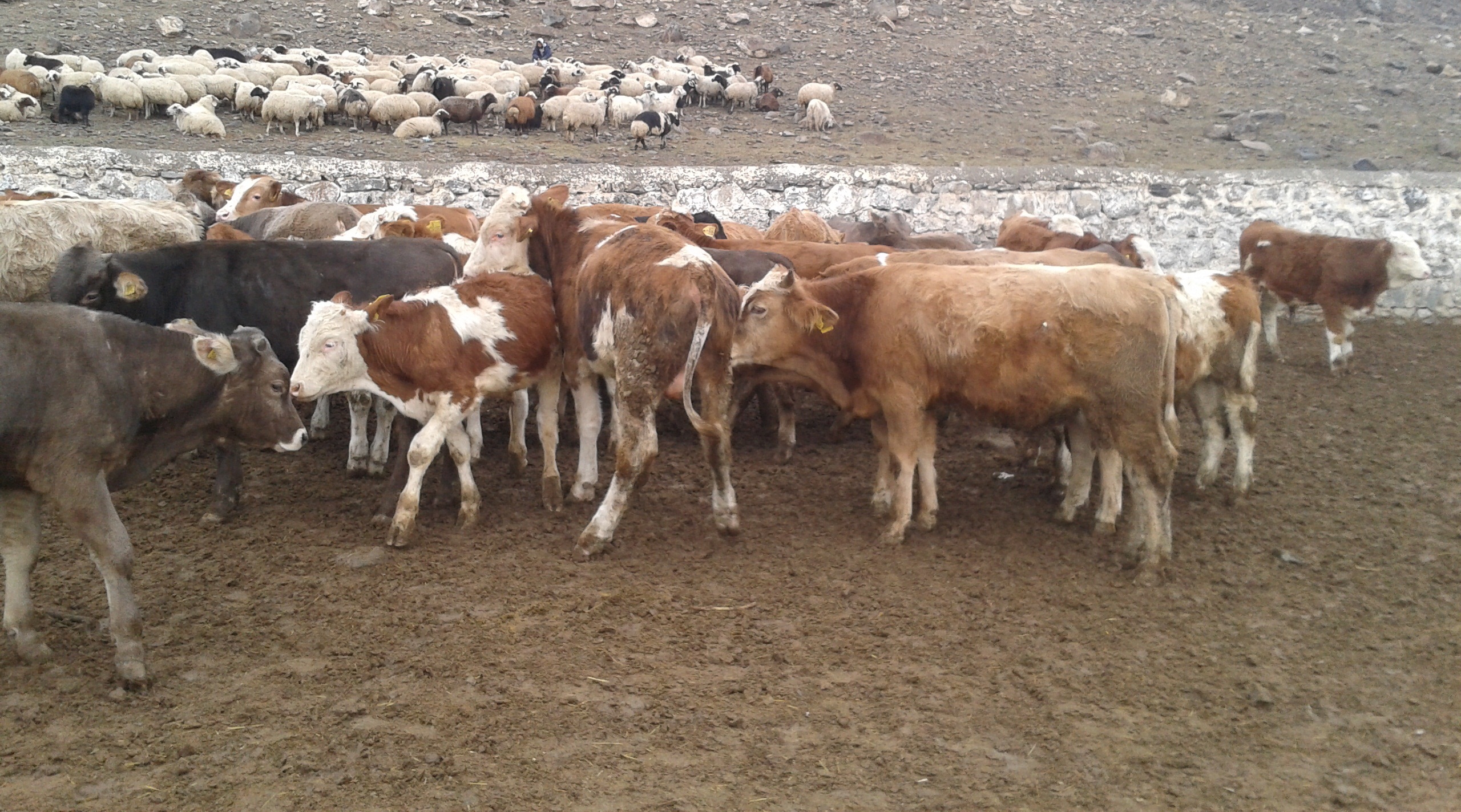 KARS UYGUN FİYATLARA DANA DÜVE SATIŞLARI