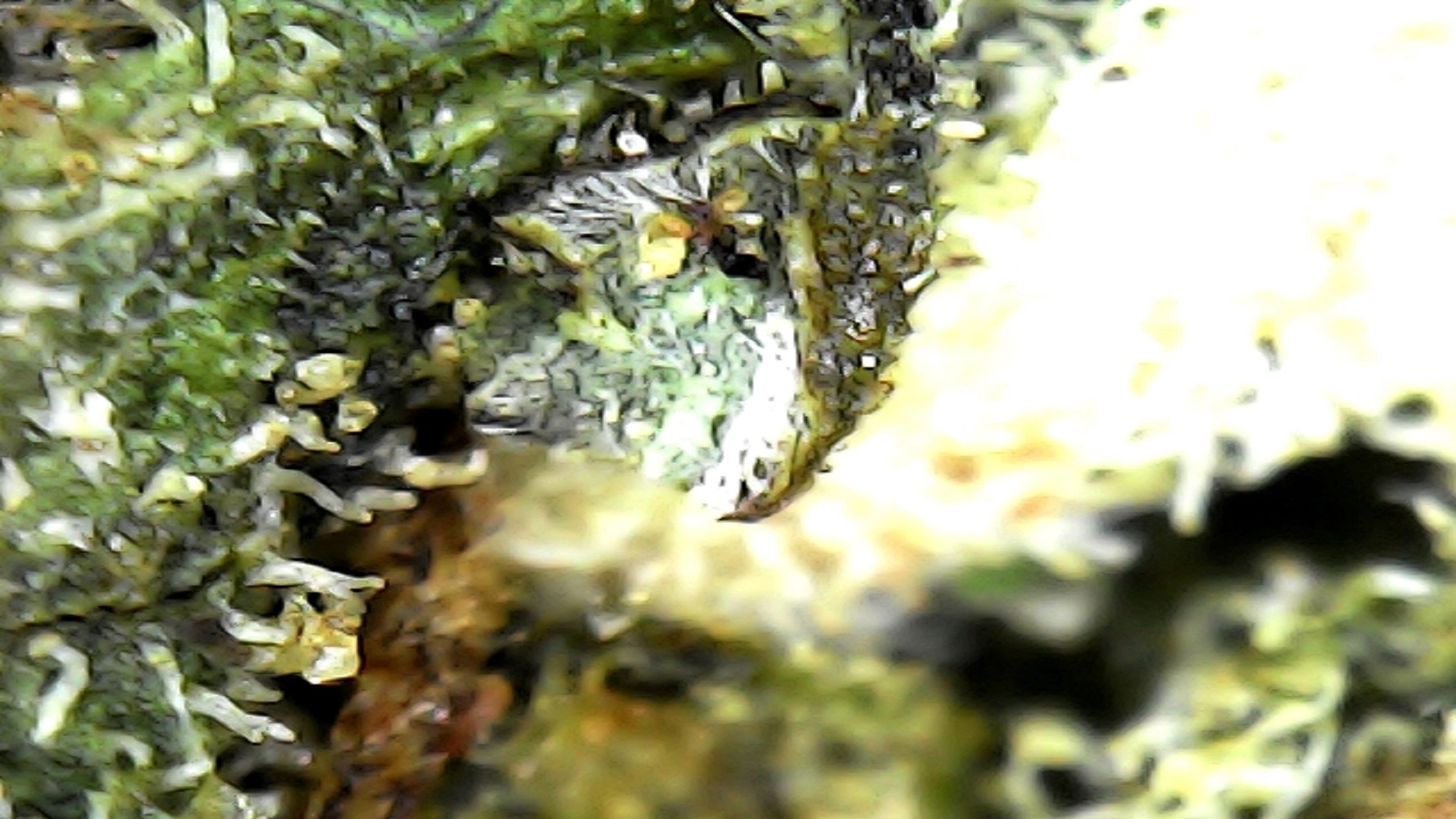 Noizerus video narcotics