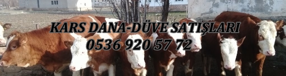 KARS DANA- DÜVE SATIŞLARI ( 0536 920 57  72 )