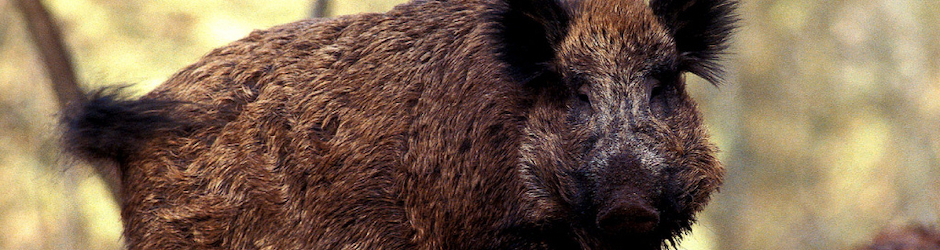 une passion la nature