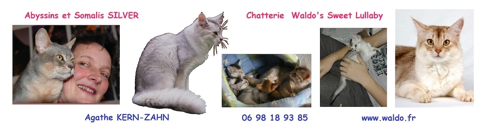 Chatterie Abyssin Somali Waldo Sweet Lullaby