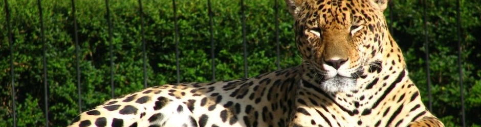 Documentarios Online