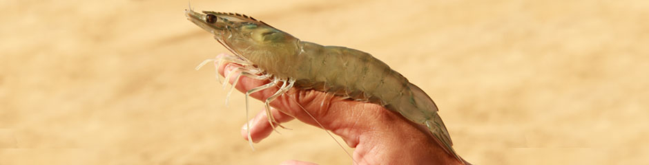 National Aquaculture Group (NAQUA)