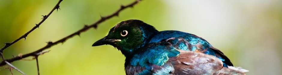 Photoshop For Beginner