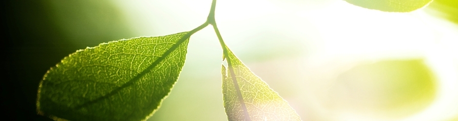 Cartoons For Children