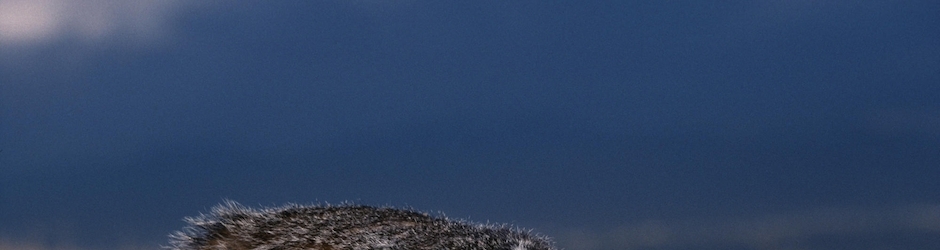 Headless Joe Satriani