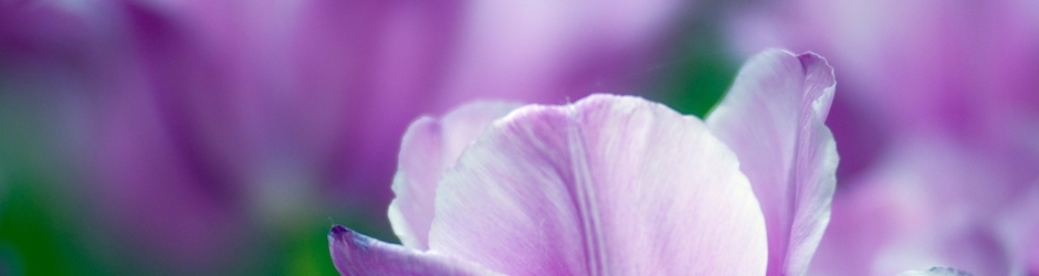 Dragon Ball Xenoverse