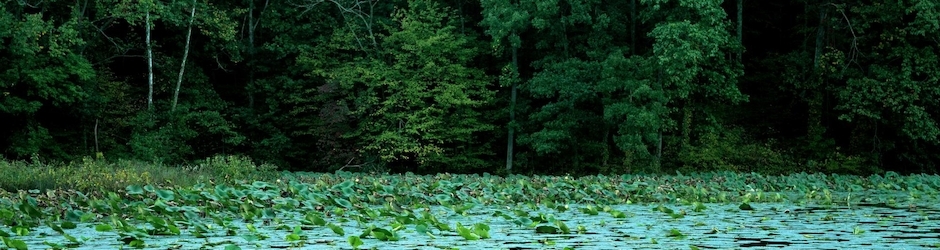 The Battle of Algiers