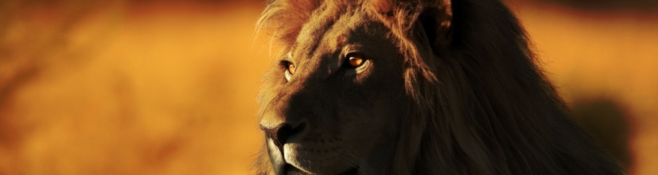 Free Online HD Videos